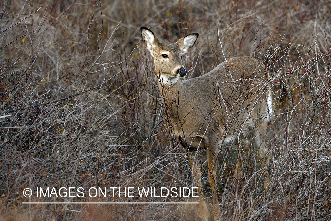 Whitetail Doe