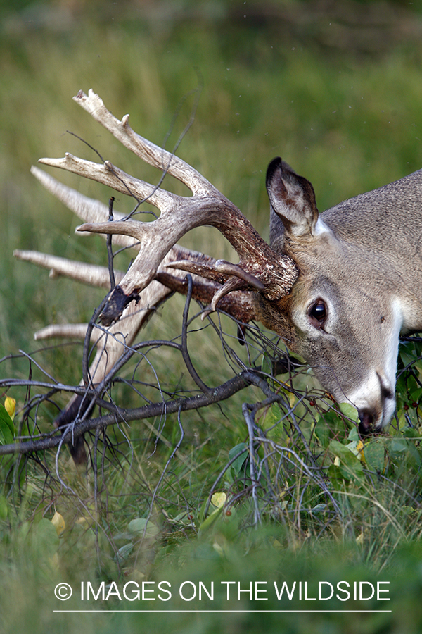 Whitetail buck shedding velvet