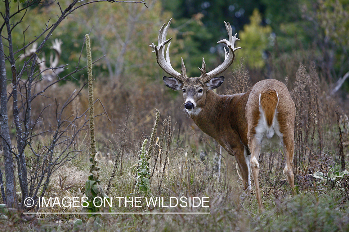 Whitetail buck in habitat