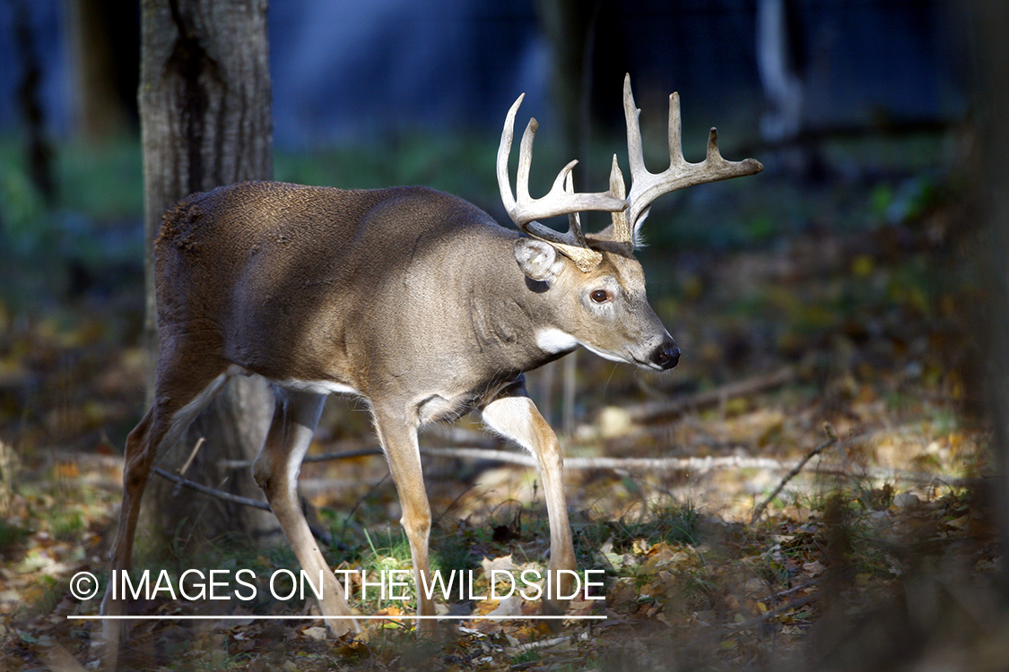 Whitetail buck in habitat