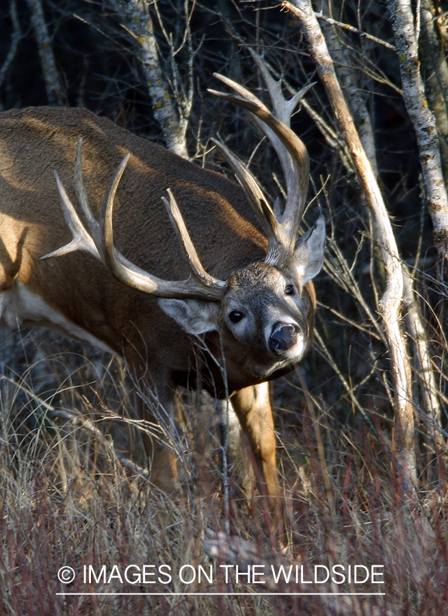 Whitetail buck rubbing antlers in tree.