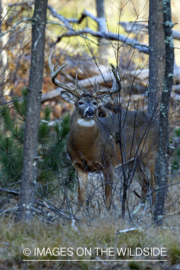 Whitetail buck in habitat.