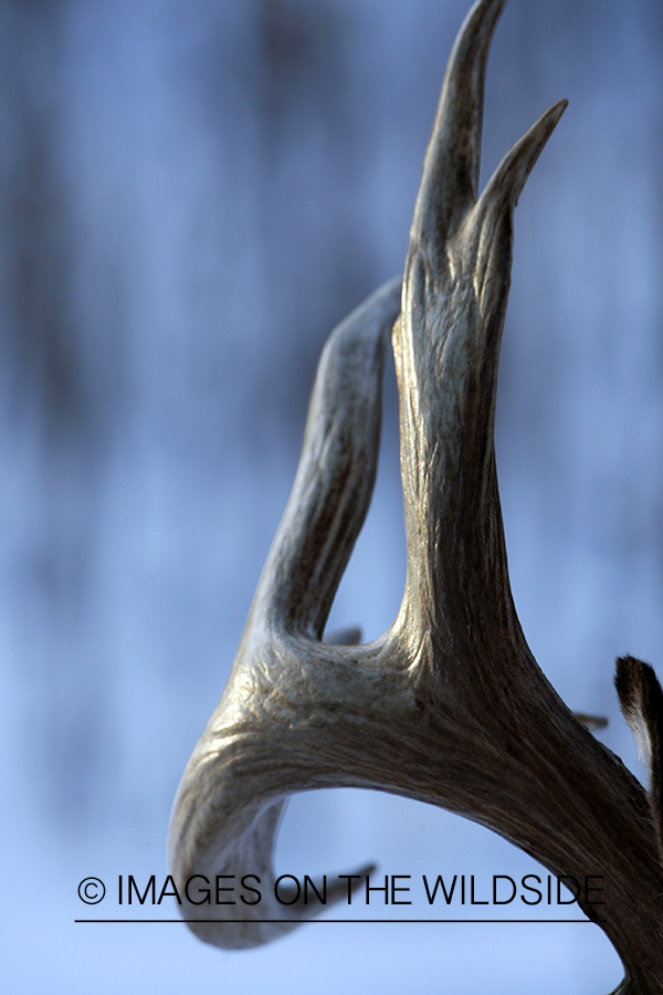 White-tailed buck in habitat.