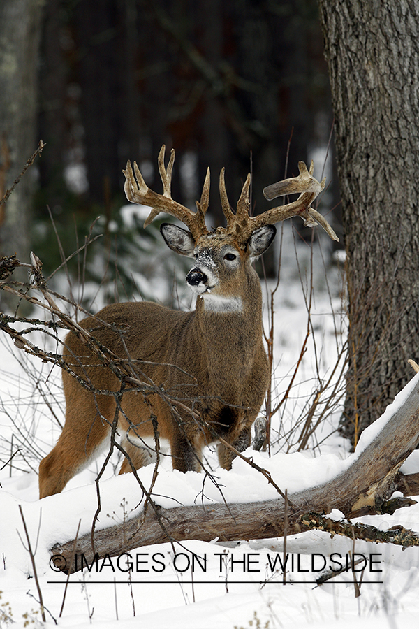 White-tailed buck in habitat.