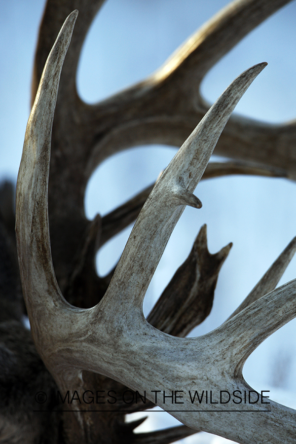 White-tailed buck in habitat.