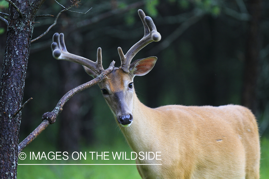 Whie-tailed deer apple creek