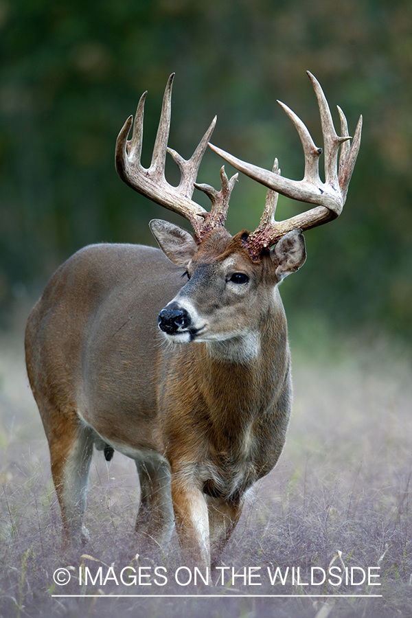 White-tailed buck in habitat