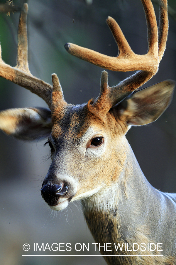 White-tailed buck in velvet 