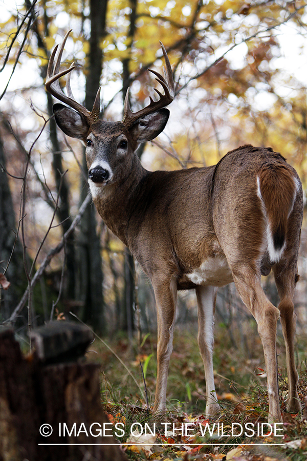 White-tailed buck in habitat. *