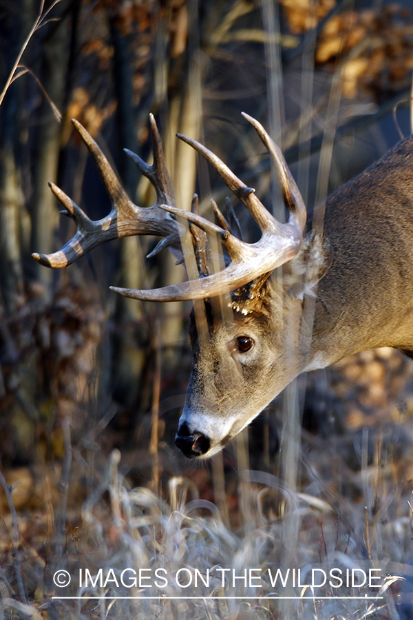 White-tailed buck in habitat. *