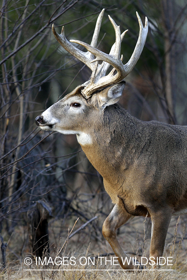 White-tailed buck in habitat. *