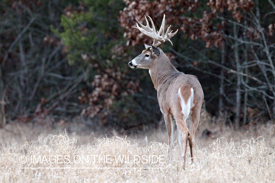 White-tailed buck in habitat. 