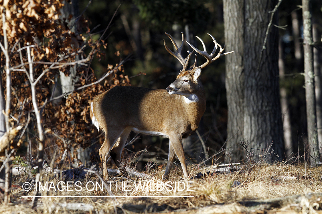 White-tailed buck in habitat. *