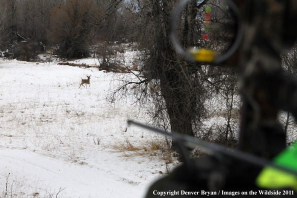 View of white-tailed buck from treestand with bow in foreground.