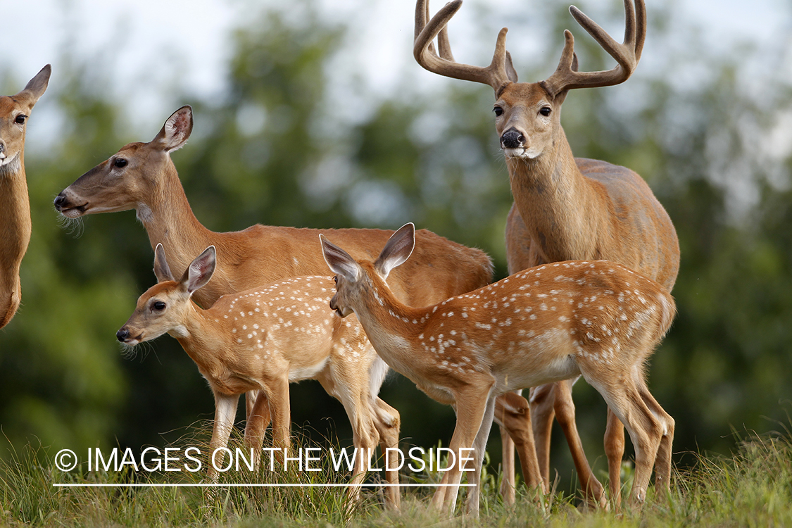 White-tailed buck and doe with fawns. 