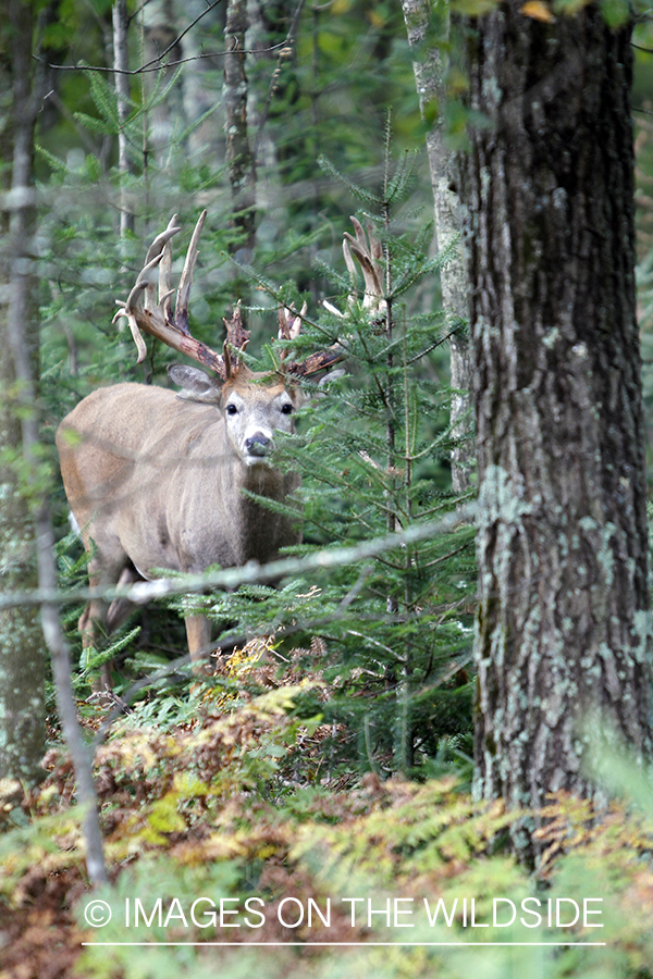 White-tailed buck shedding velvet.  