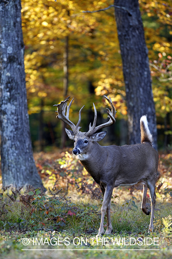 White-tailed buck in habitat. 