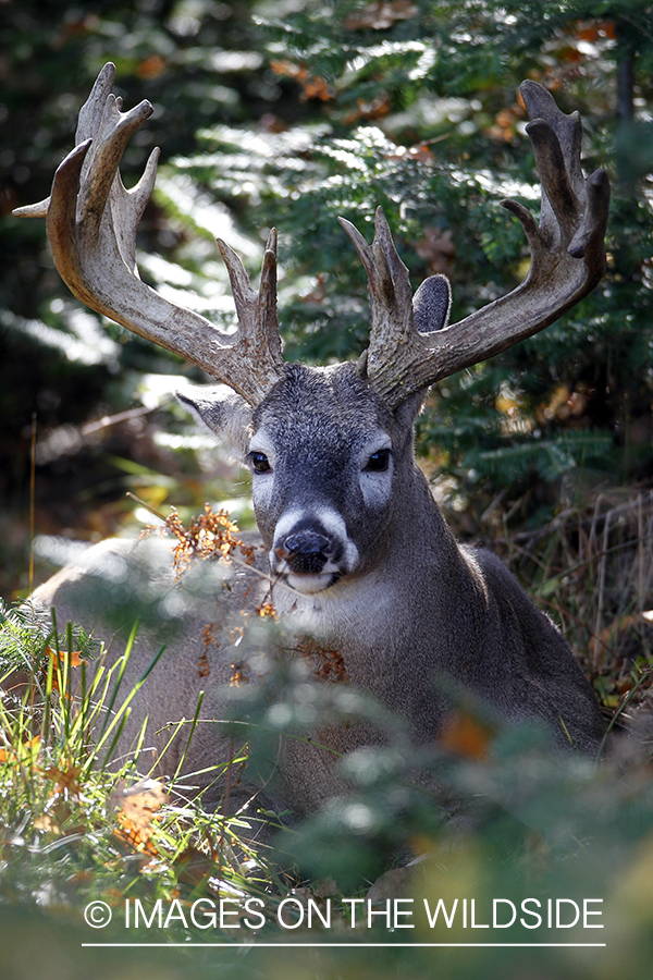 White-tailed buck in habitat. 