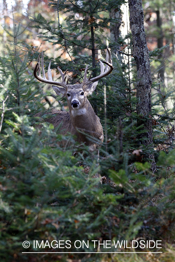 White-tailed buck in habitat. 