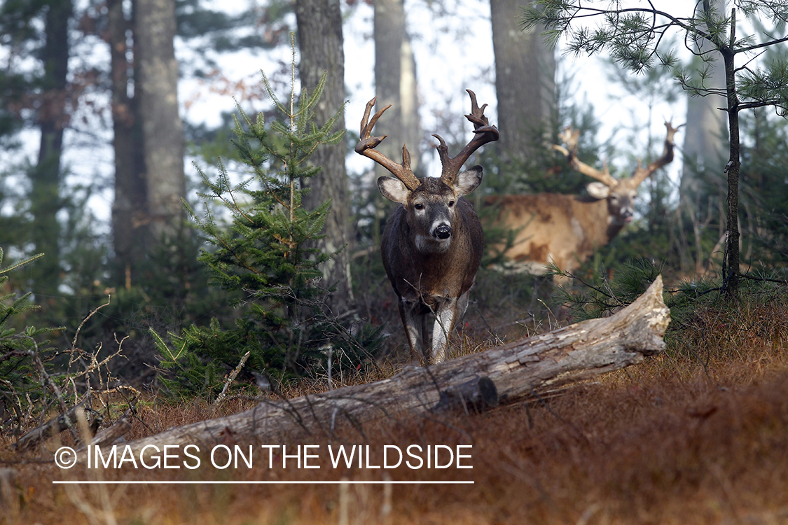 White-tailed bucks in habitat.  