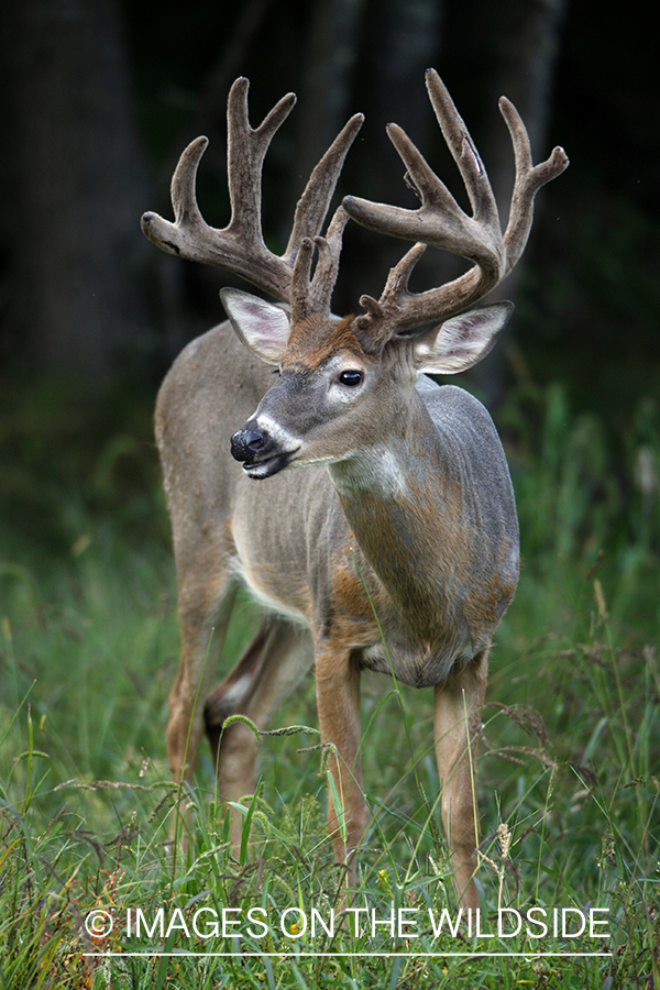 White-tailed buck in habitat.