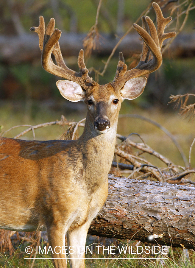 White-tailed buck in velvet. (Original Image #00271-063.22D)