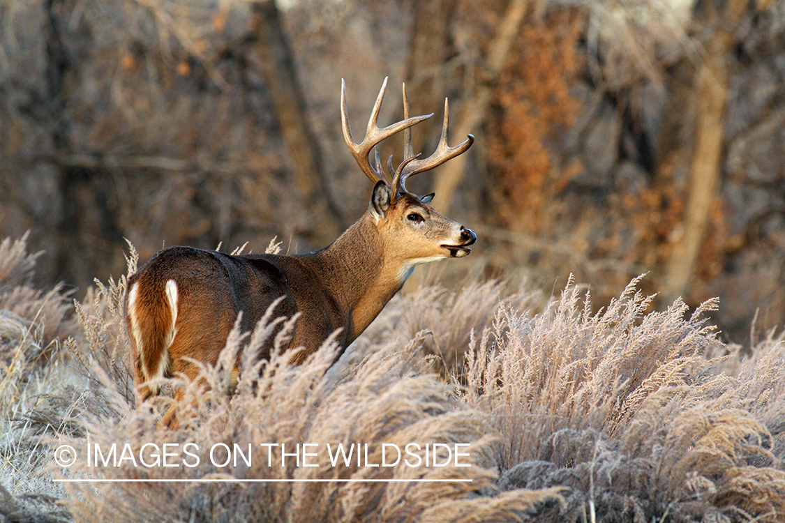 White-tailed buck in habitat.