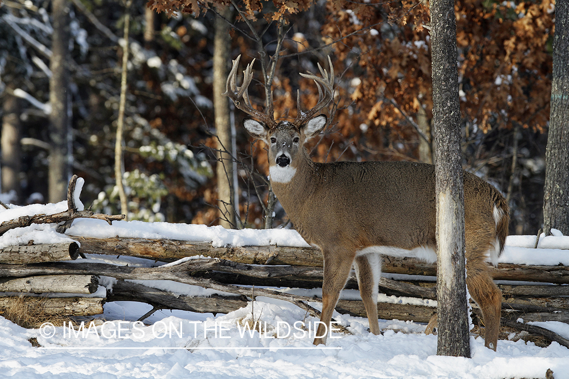 White-tailed buck in winter habitat.