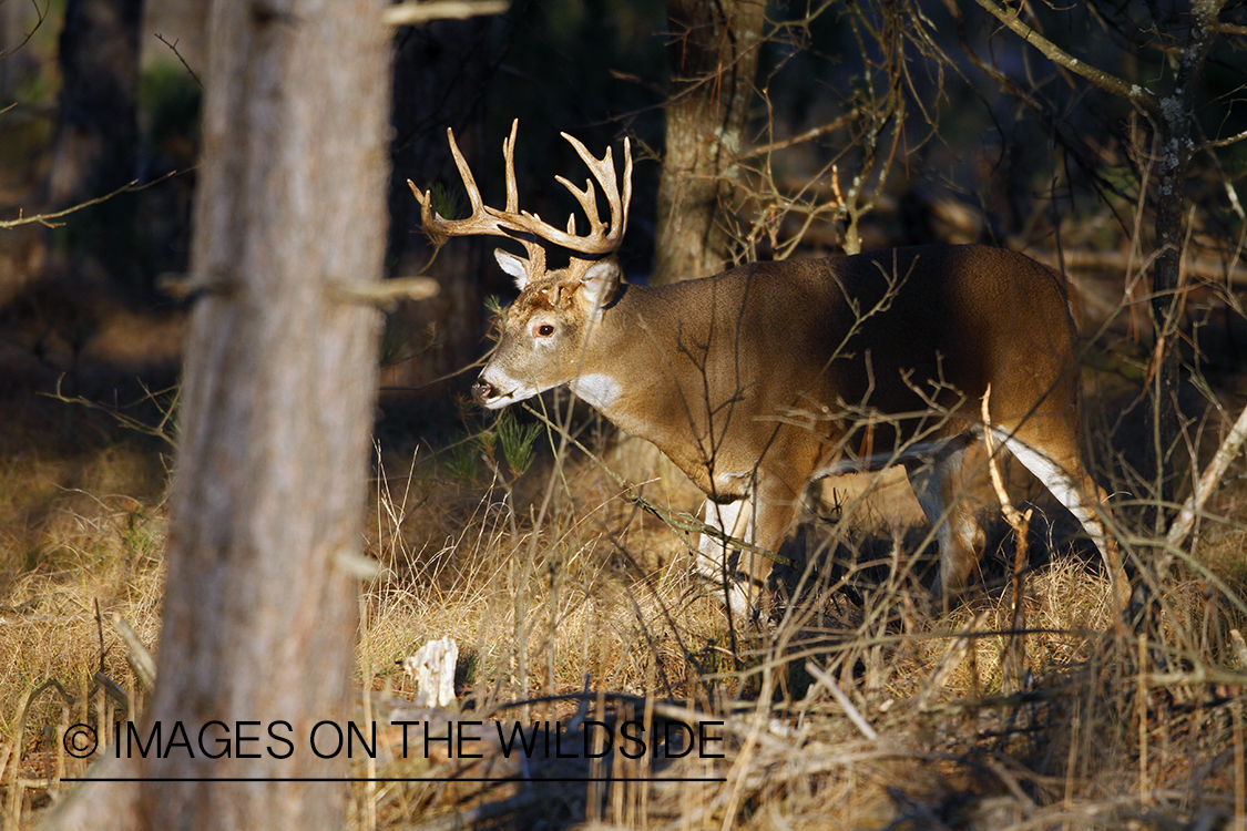 White-tailed buck in habitat.