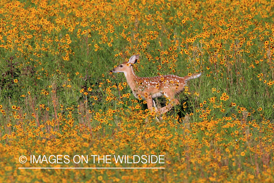 White-tailed fawn running.