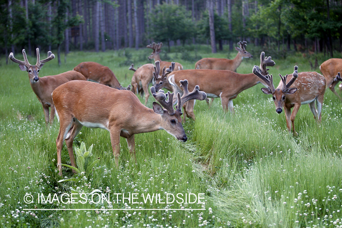 White-tailed herd in habitat.