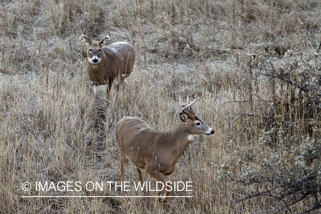 View of white-tailed deer in habitat from tree stand.