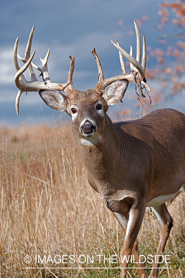 White-tailed buck losing velvet.