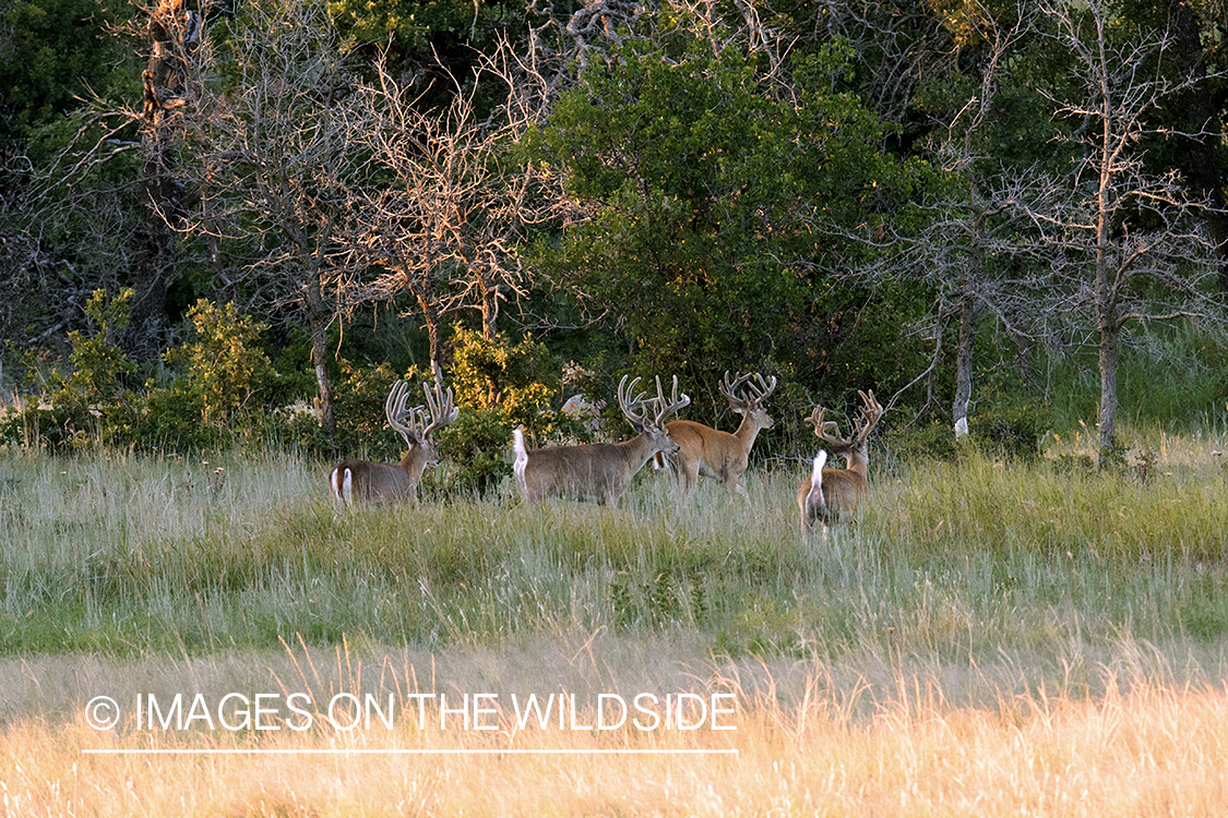 White-tailed bucks in velvet.