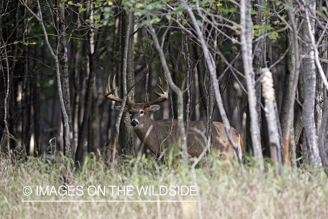 White-tailed buck in habitat.