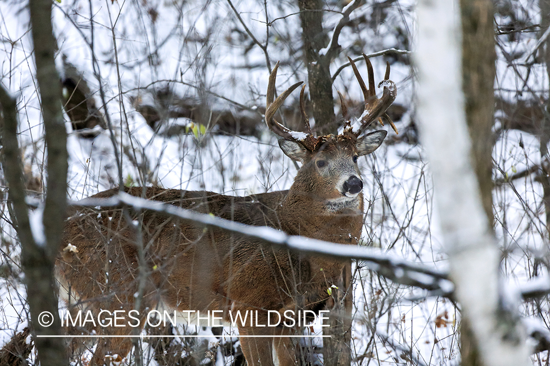 White-tailed buck in habitat.