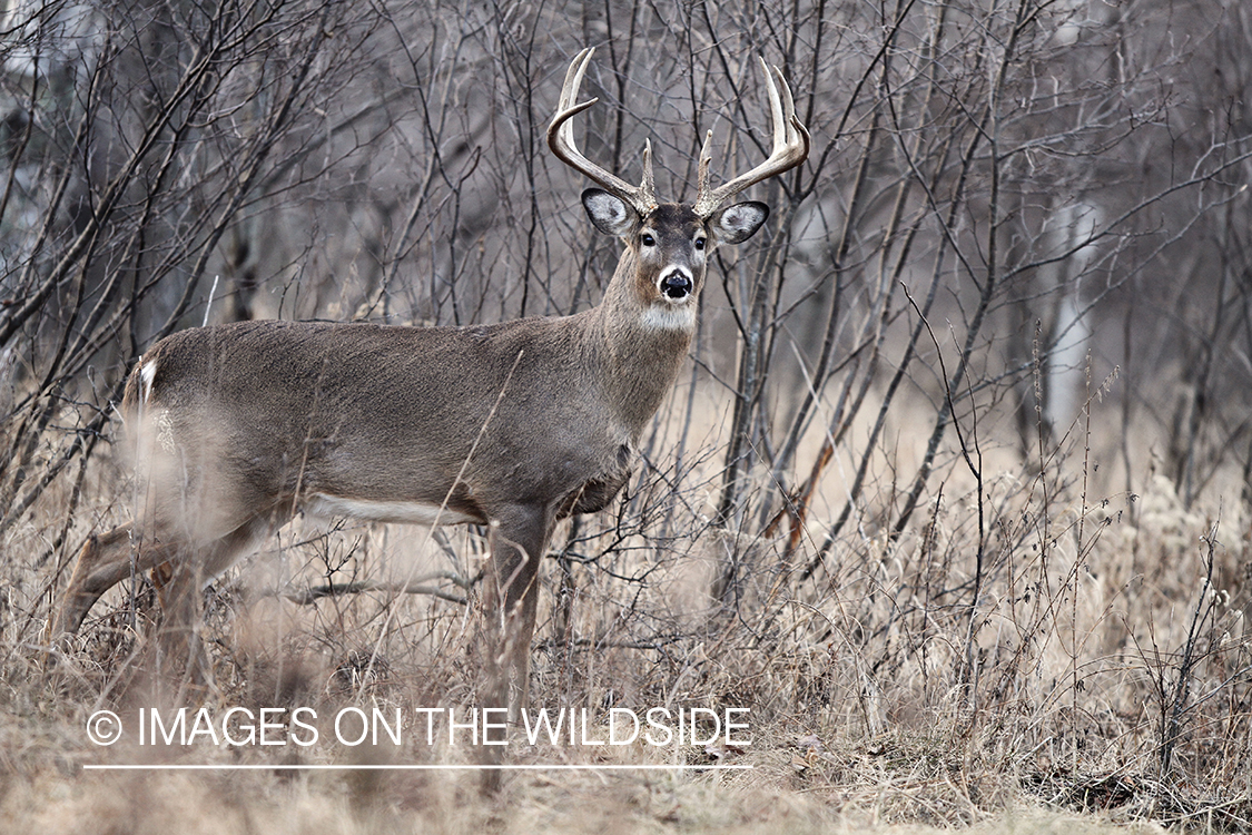 White-tailed buck in habitat. 