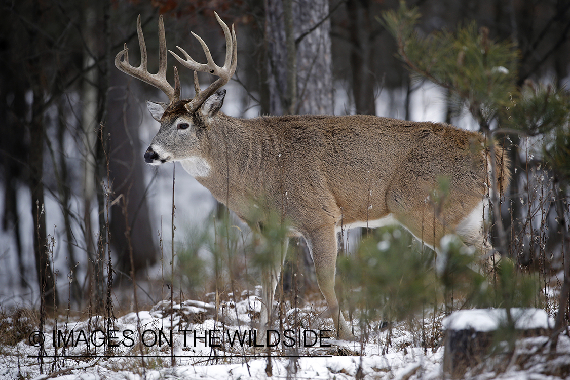 White-tailed buck in winter habitat.