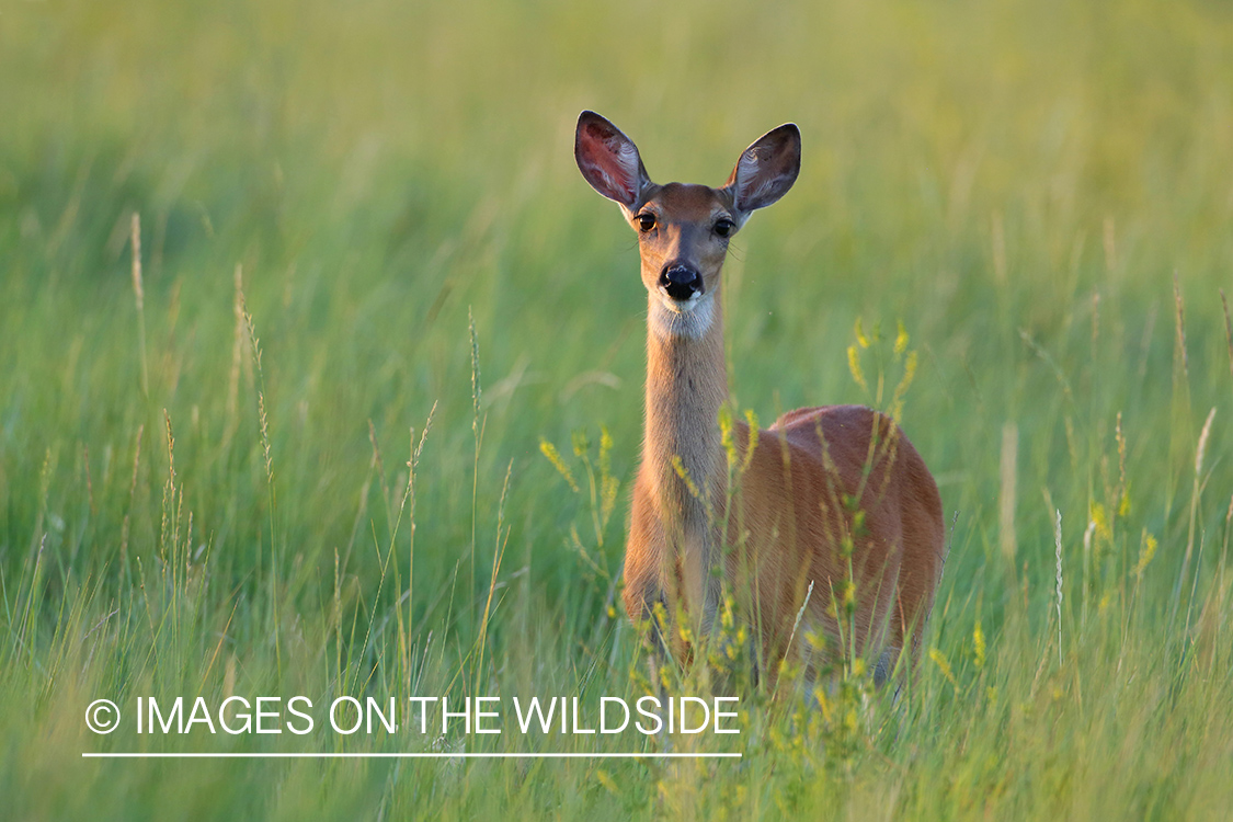 White-tailed Deer Doe in Tall Grass