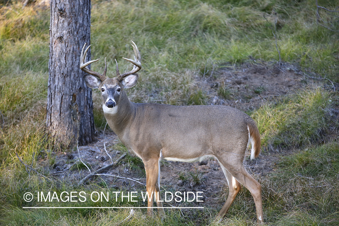 White-tailed buck photographed from tree stand.