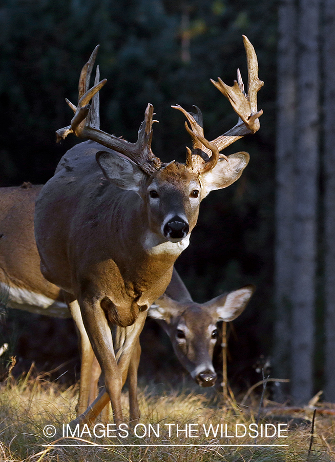 White-tailed buck with doe.