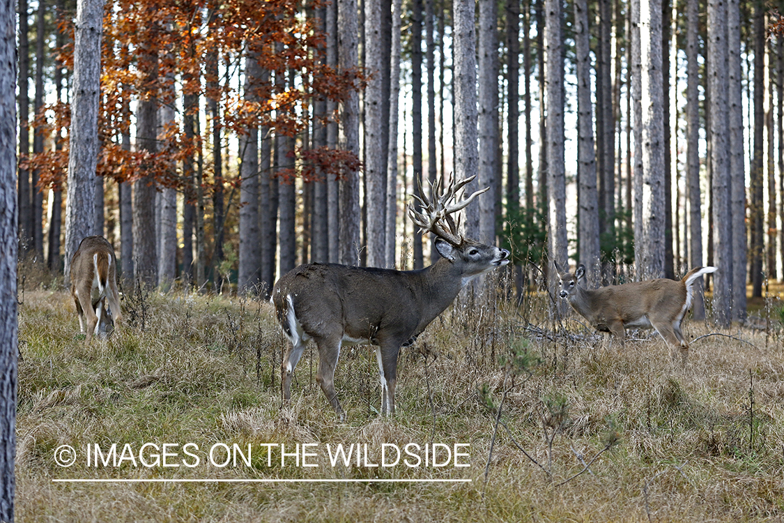 White-tailed buck doing lip curl.