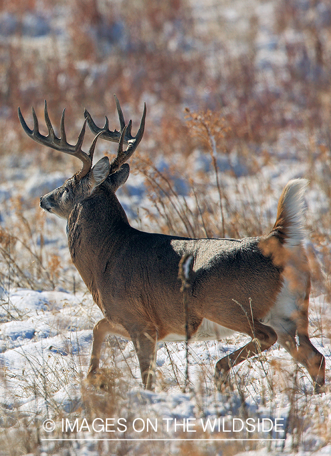 White-tailed buck flagging in field.