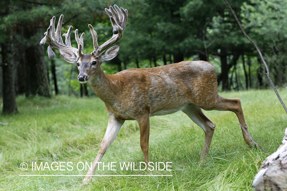 White-tailed buck in velvet.