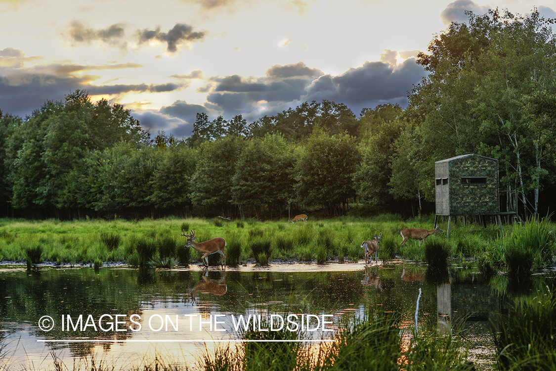 White-tailed deer in velvet next to water. 