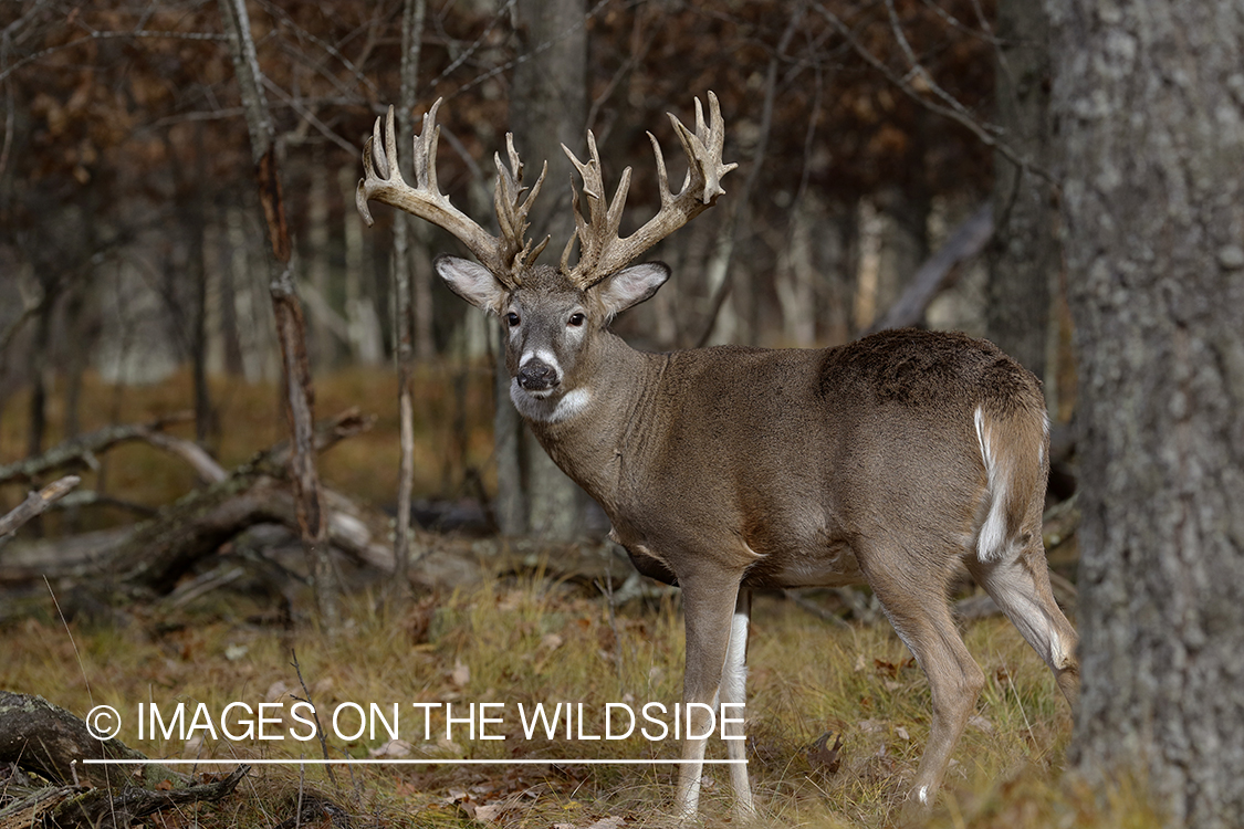 White-tailed buck in field.