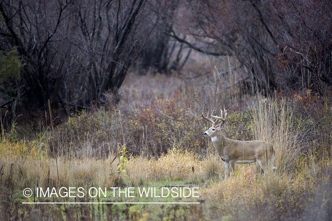 White-tailed deer in habitat.