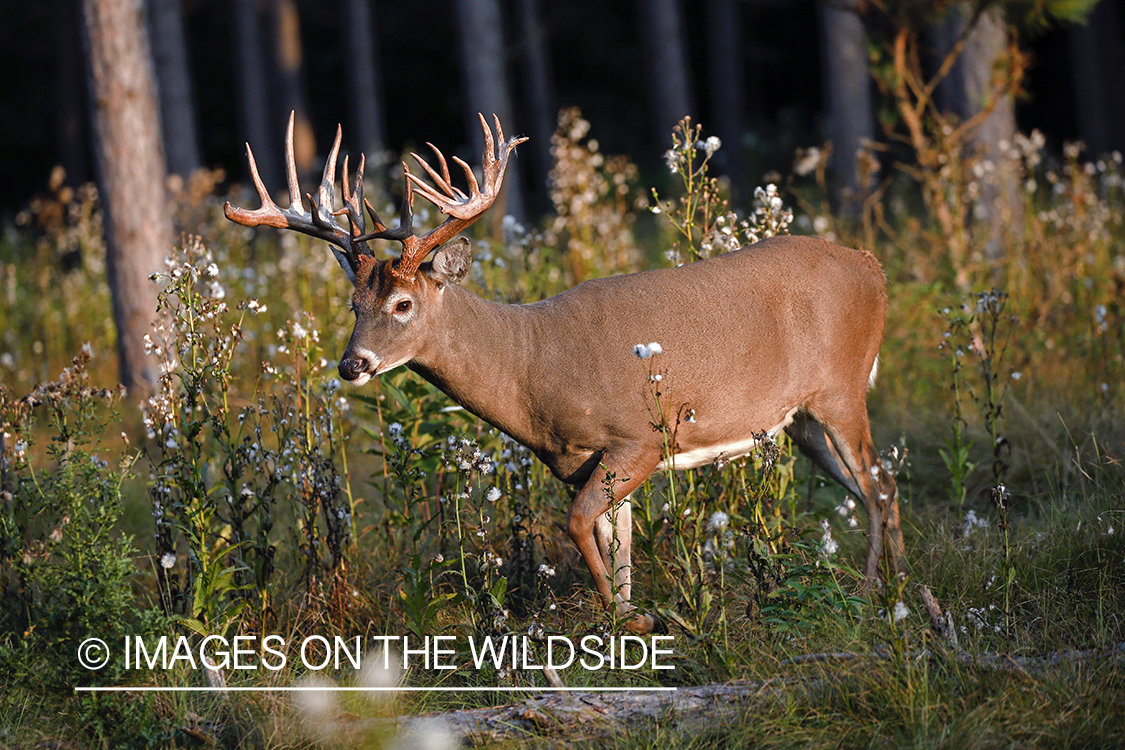 White-tailed buck in field.