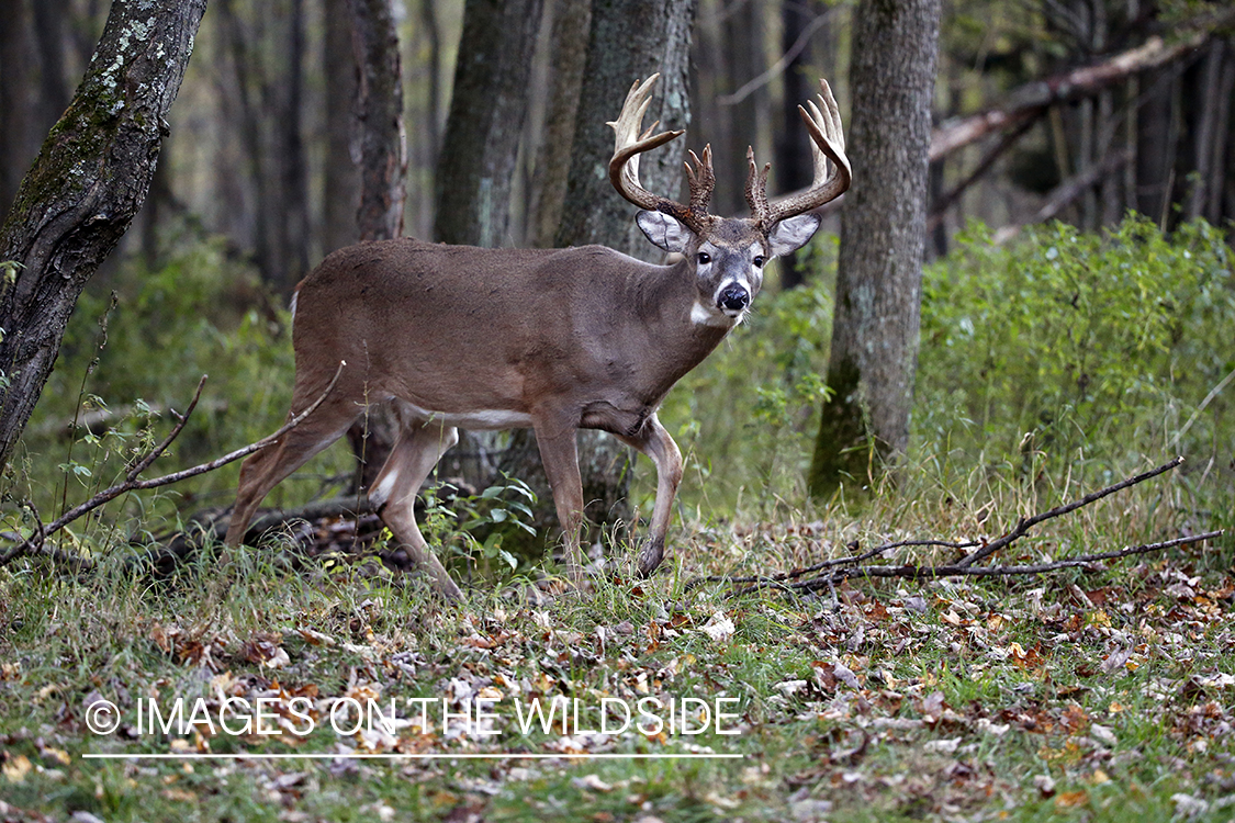 White-tailed buck in the rut.