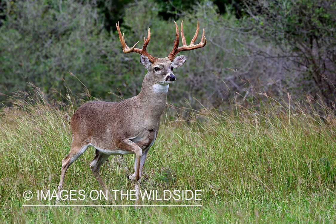 White-tailed buck in the rut.